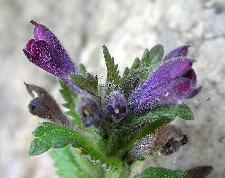 Bartsia alpina / Bartsia